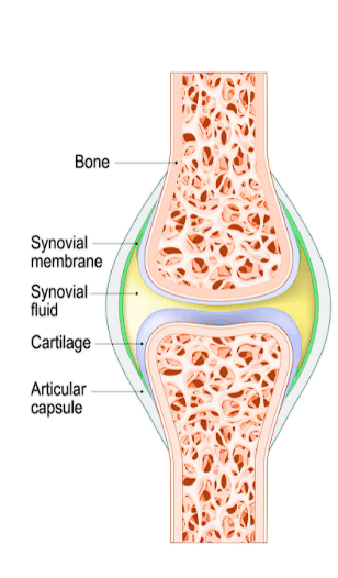 Good Knees